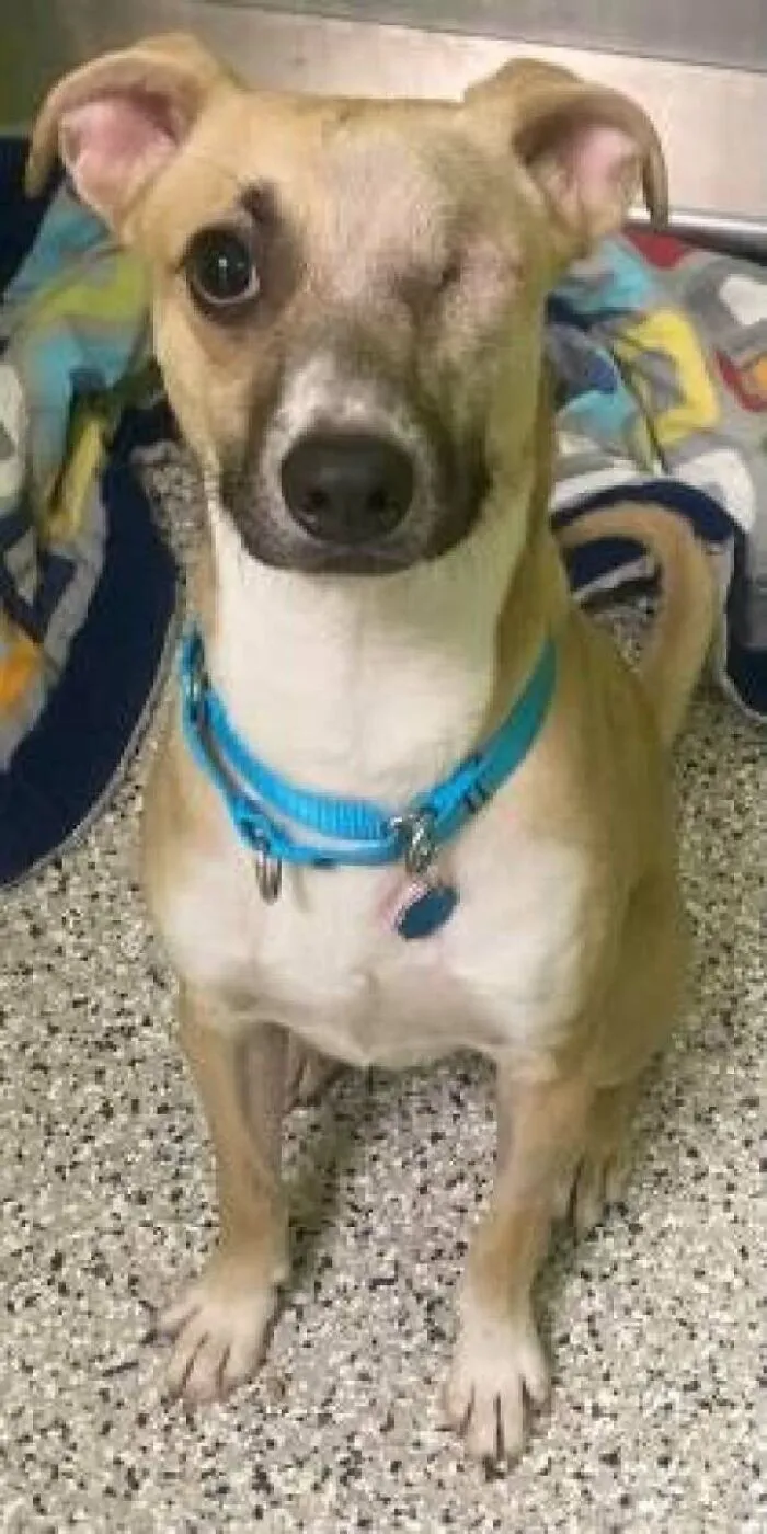 Just Adopted This Little Man. He Only Has One Eye. Anybody Got Some Name Ideas?