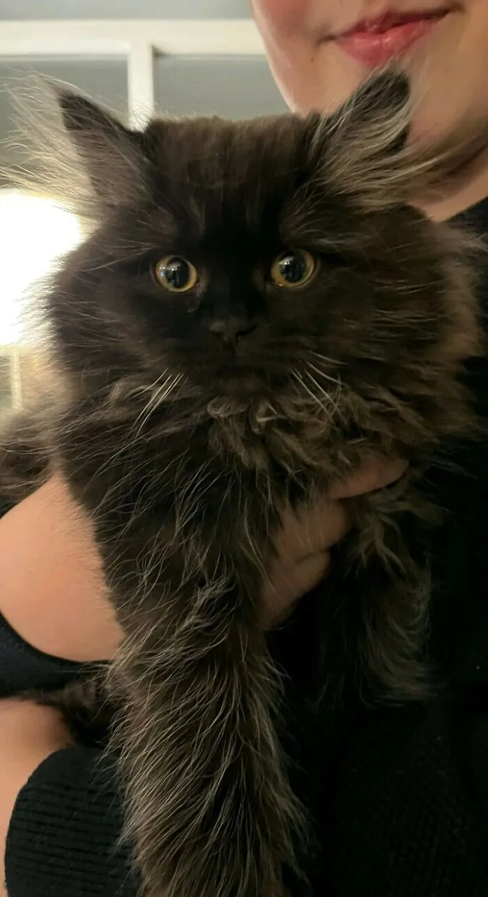 This Cute Cat I Just Adopted!