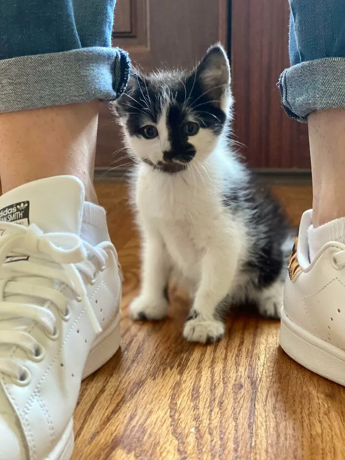 Found A Tiny Kitten In Our Garage…the Dog Adopted Him As Her Puppy