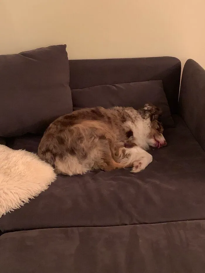 Charlie Was Adopted Yesterday And Today We Went For A Long Walk In The Woods (He’s Lived In The City) And This Is The Result