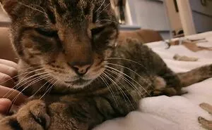 50 Of The Most Wholesome Rescue Pet Photos This December
