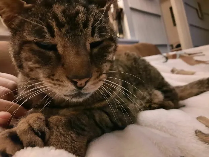 Adopted Leo Today. We Instantly Do Connected And Now He's Fast Asleep In My Arms.