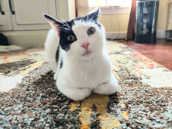 I Just Adopted This Little Girl, She's So Sweet And Playful