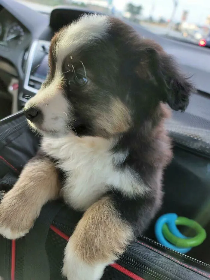 Parents Adopted A New Pup. Meet Lucy