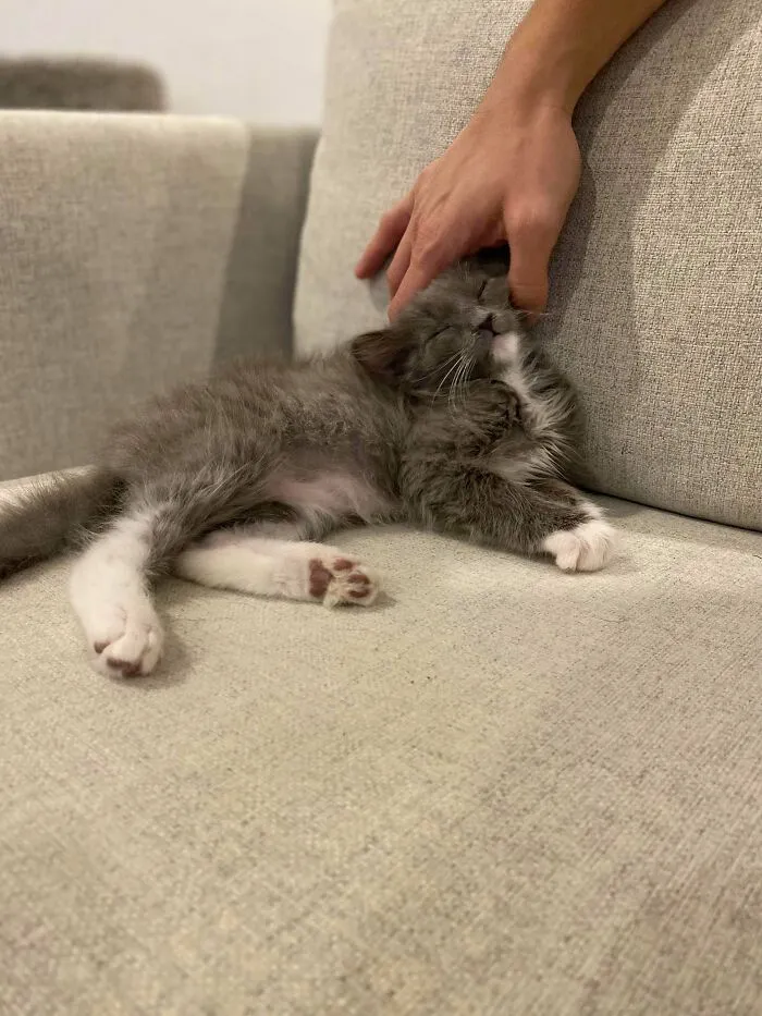 A Week Ago My Husband Said He Didn’t Want A Cat. On Friday I Convinced Him That We Should Take The Kids To A Local Cat Show For Fun. 15 Minutes After Buying Our Tickets On Saturday We Adopted This Guy Great Success. Meet Reindeer (Named By Our 5 Year Old)