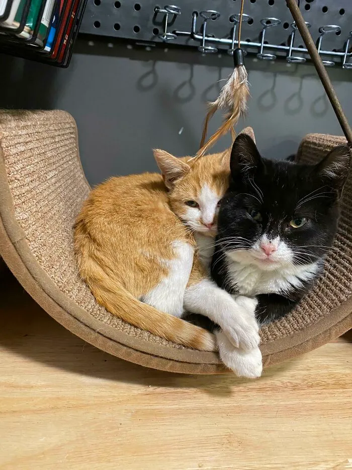 Meet Tbo (Tee-Bow) And Muffin, 2 Feral Kitties That Adopted Me