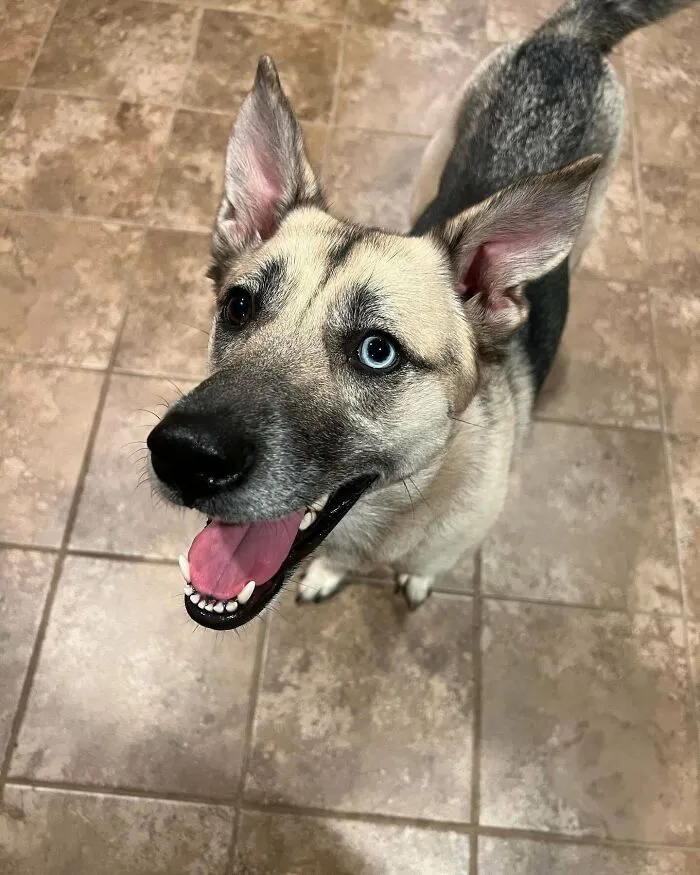 My Parents Just Adopted This Pretty Lady And I’m Very Excited To Spend Christmas With Her!