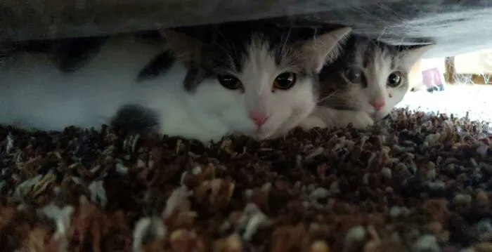 My Girlfriend And I Adopted Two Kittens! Lucy And Leonard.