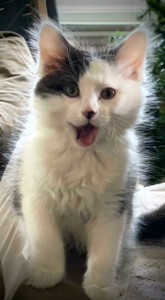 Little Floofy Boy I Rescued From A Bad Home Situation. Meet Jack!