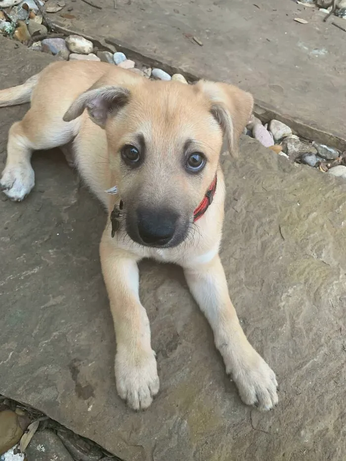 Wally The Rescue Mutt