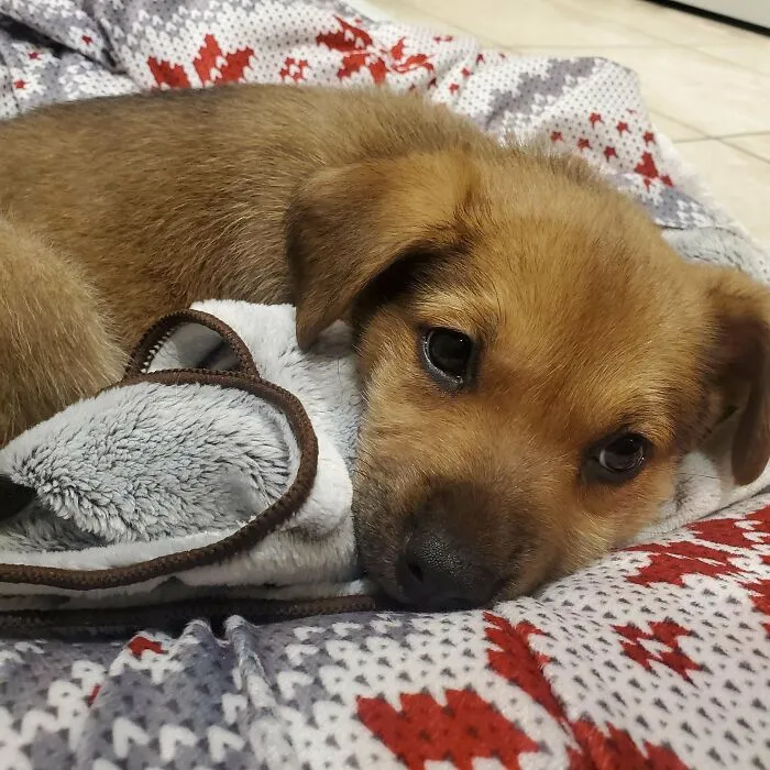 It Actually Feels Like We Won The Lottery When The Rescue Chose Us To Be Her Family. Welcome Home Sadie