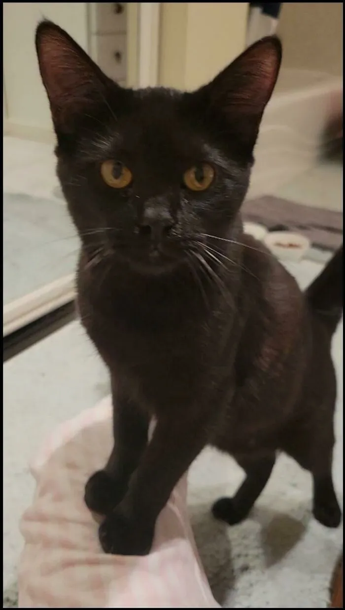 My Sister's New Rescue Kitten: Bernie Danders