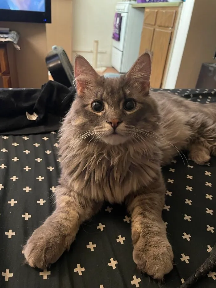 I Have No Idea How She Was At The Shelter For The Whole 7 Months She’s Been Alive. I Adopted Her Immediately