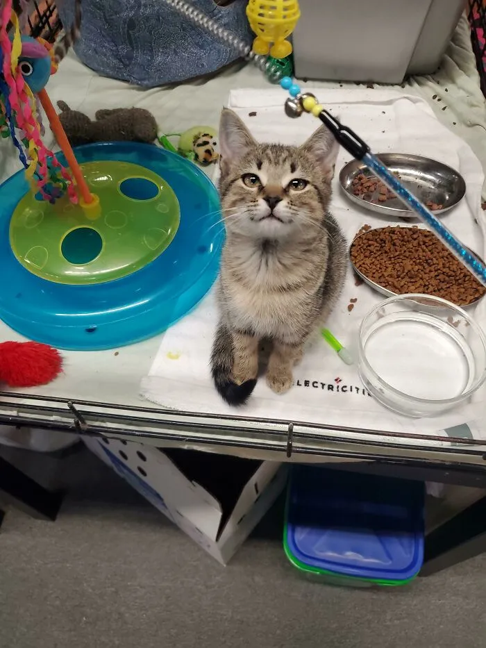 Adopting This Sweet Girl, Any Name Suggestions?
