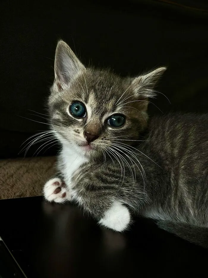 My Brother’s New Adopted Kitten. She Has Ocean Eyes And So Much Floof!