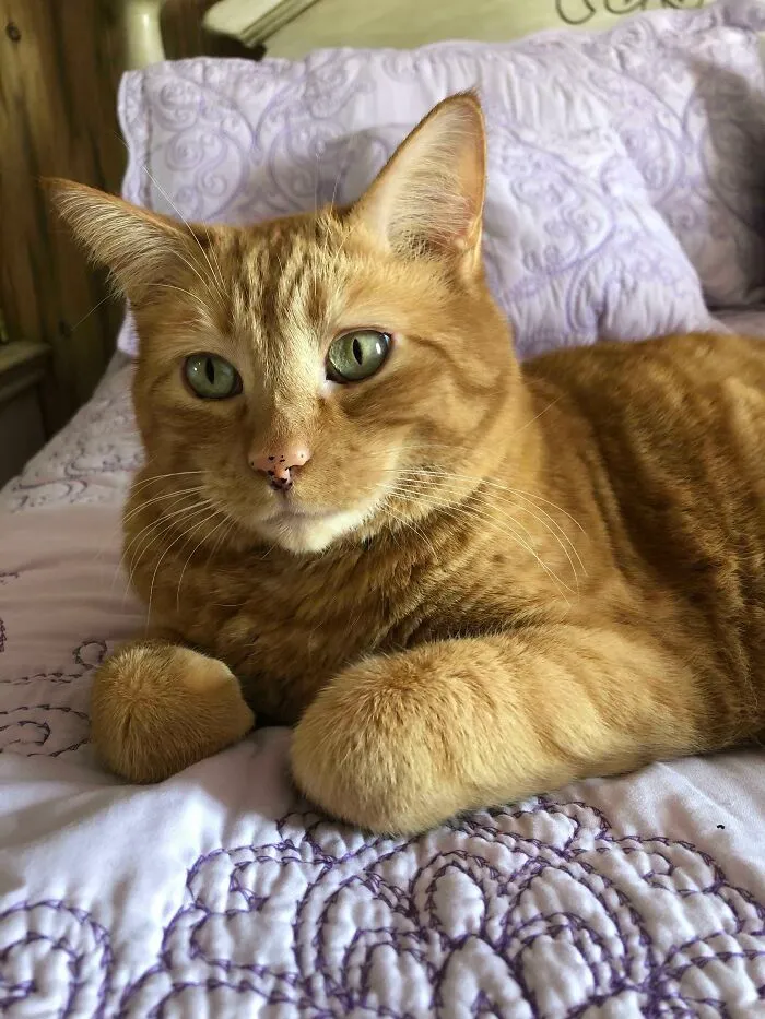 I Adopted My Grandmother’s Cat When She Passed Away And We Are Both Adjusting To Life Without Her Together. I’d Like To Know What Breed He Is; He Is Bigger Than Any Cat I Have Had Before!