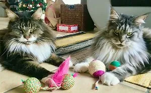 50 Of The Most Wholesome Rescue Pet Photos This December