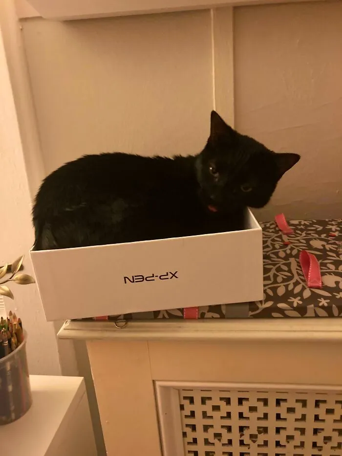 Adopted This Little Guy. Any Name Ideas?