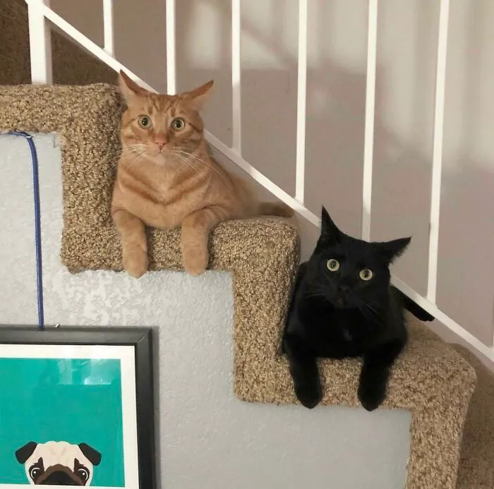 Remembering That Time We Went To The Shelter To Adopt A Kitten, And They Had A Bogo (Okay Not Really, One Adoption Fee Waived) On Kitties, So We Adopted Brothers.