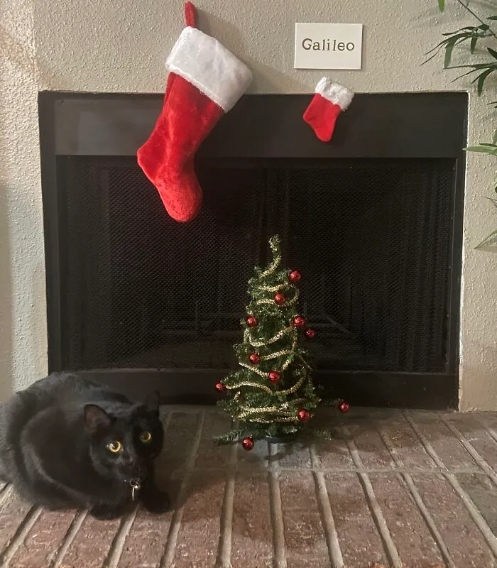 Our First Christmas In Our First Apartment. Funds Are Tight But I Wanted To Make It Fun For Us. His Favorite Part Was The Tinsel