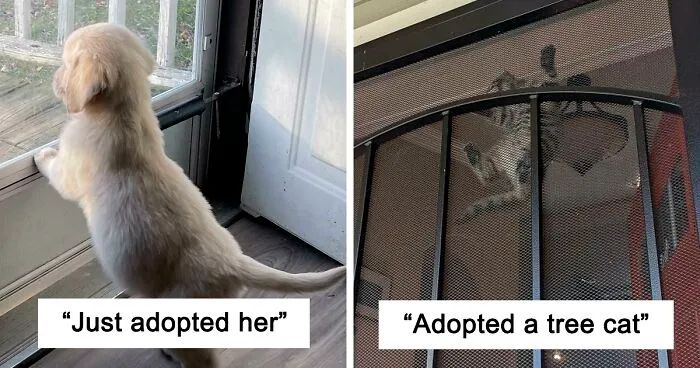 50 Of The Most Wholesome Rescue Pet Photos This December