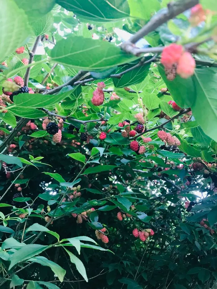 A Berry Bush I Found At My House.