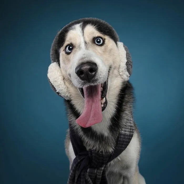 Éstas son mis 21 fotos festivas de perros navideños