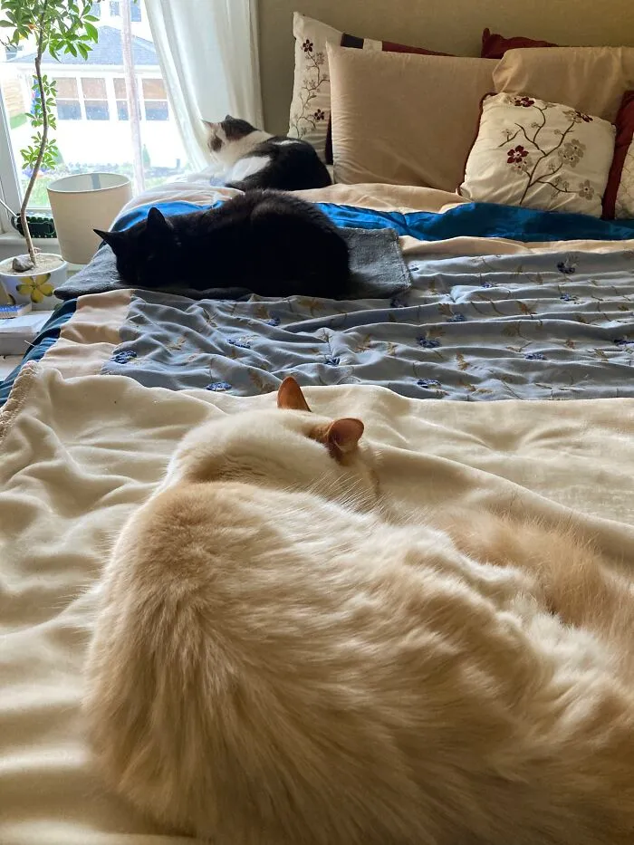 My Boys Being Comfy While Practicing Social Distancing.