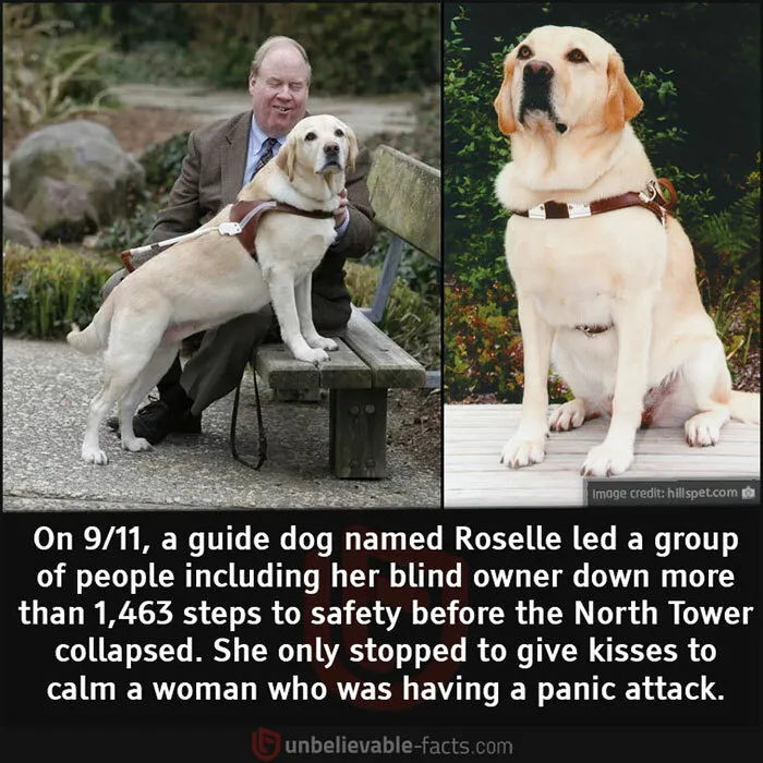 Good Doggo