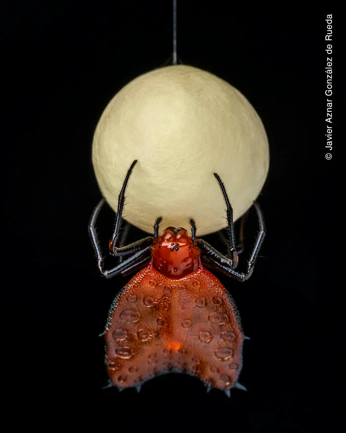 Building An Egg Case By Javier Aznar González De Rueda