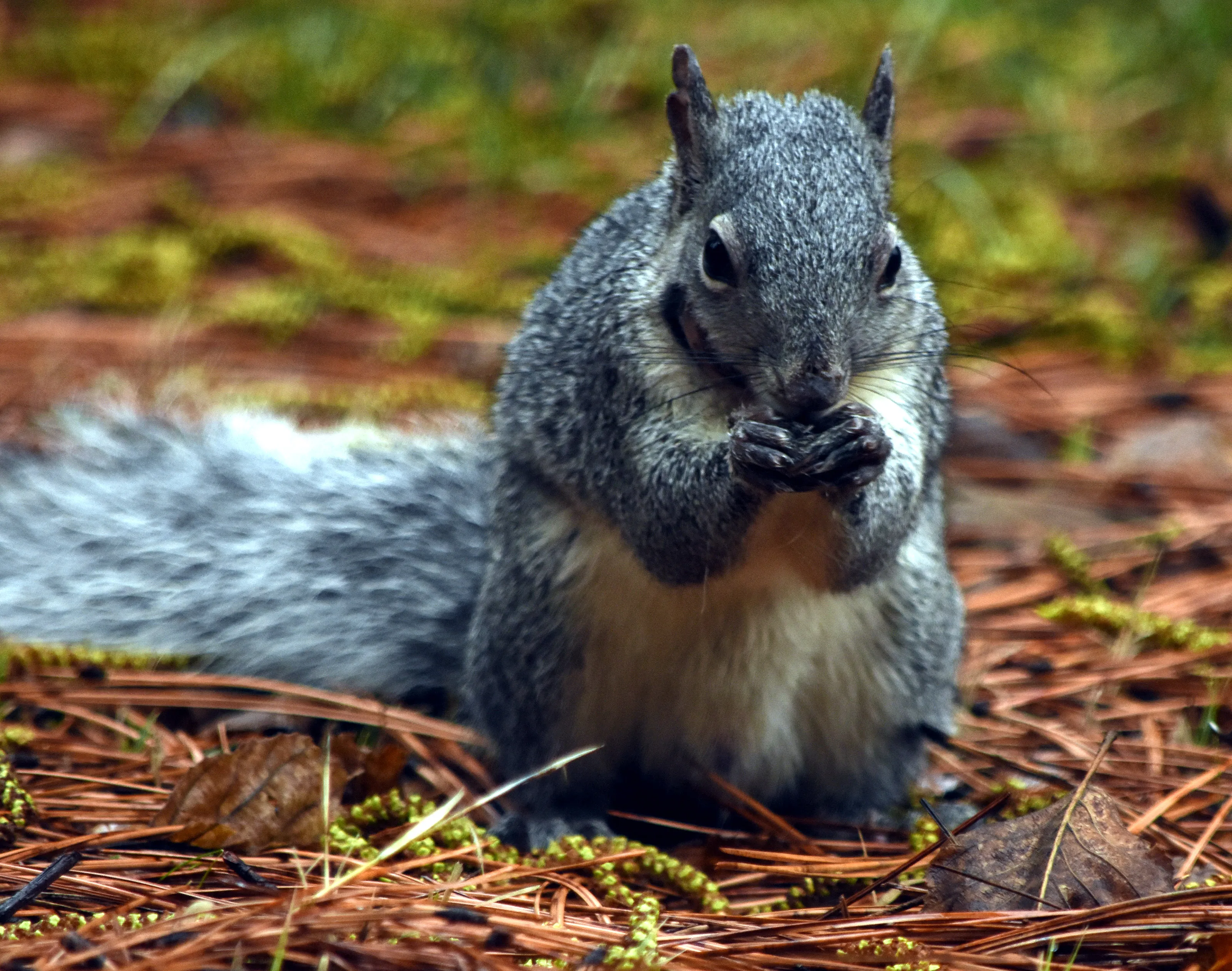 I Love Photographing The Wildlife That Passes Through My Yard.  This Year There Was Much More Than Usual.