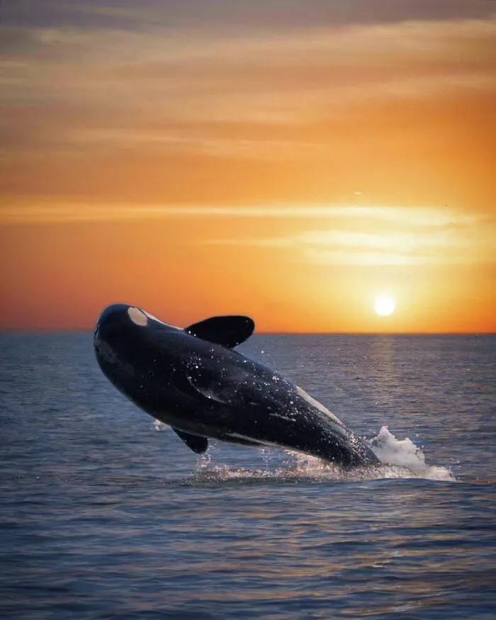 Professional Photographer Captures Magical Photos Of Orcas Basking In A Sunset (27 Pics)