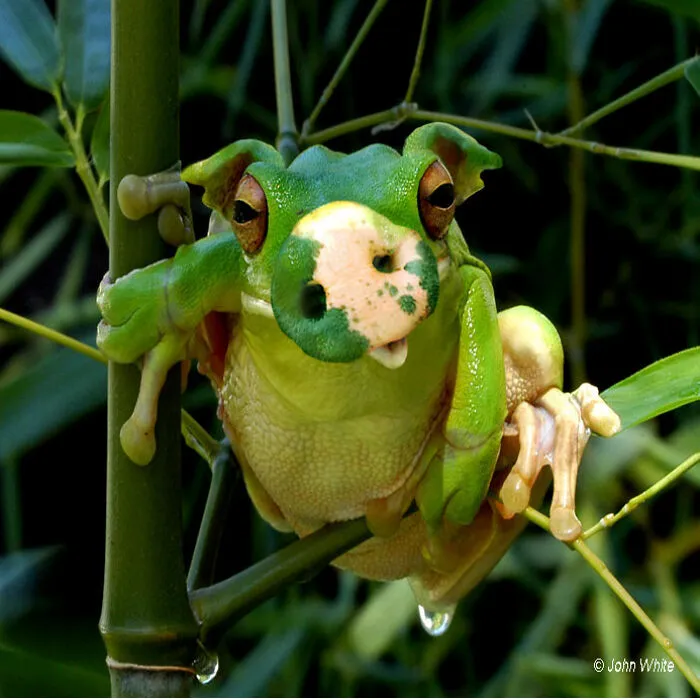 DesignCrowd Hosts A Frog Photoshop Contest, And Here Are 30 Of The Best Submissions