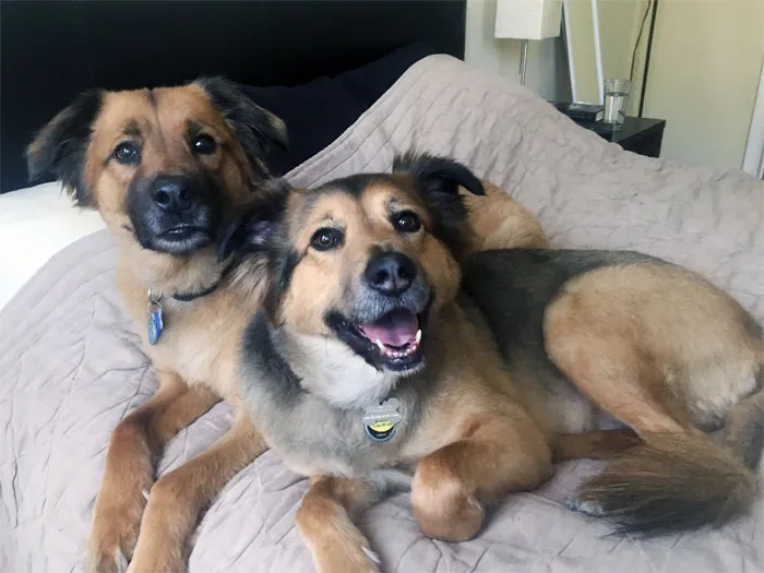 Having Pets