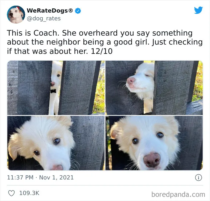 This Twitter Account Rates People's Dogs And It's Hilarious (50 New Pics)
