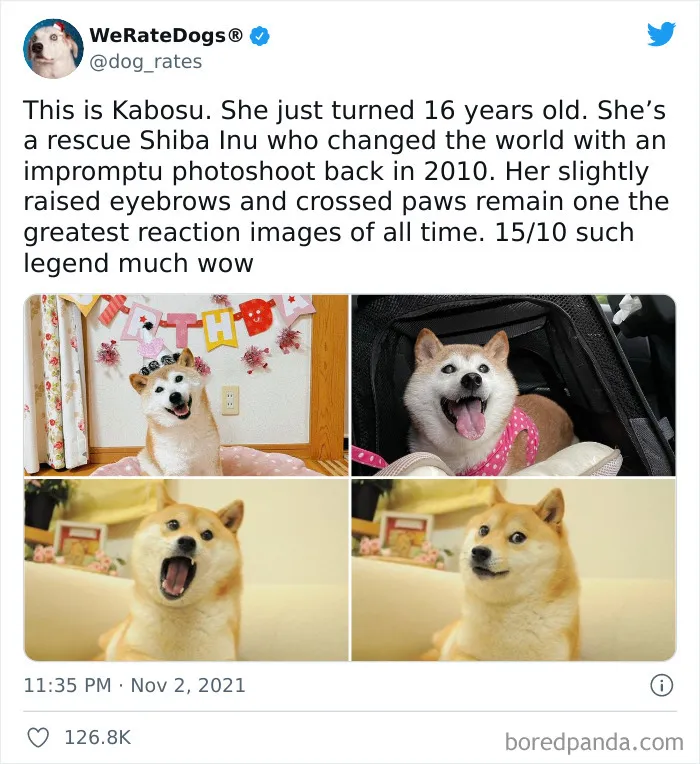 This Twitter Account Rates People's Dogs And It's Hilarious (50 New Pics)
