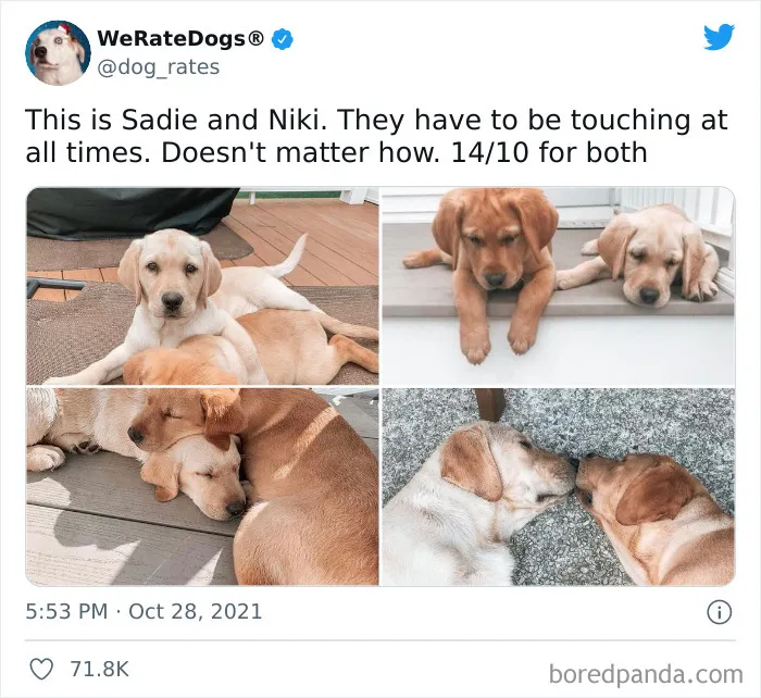 This Twitter Account Rates People's Dogs And It's Hilarious (50 New Pics)