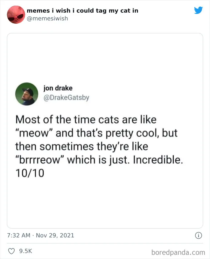 50 Of The Most Spot On "Memes I Wish I Could Tag My Cat In"