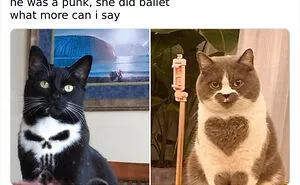 50 Of The Most Spot On "Memes I Wish I Could Tag My Cat In"