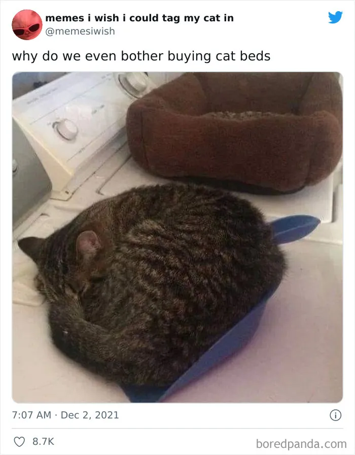 50 Of The Most Spot On "Memes I Wish I Could Tag My Cat In"