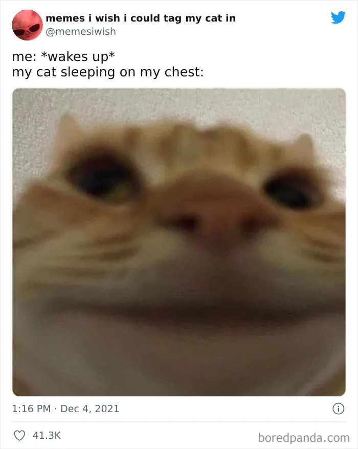 50 Of The Most Spot On "Memes I Wish I Could Tag My Cat In"