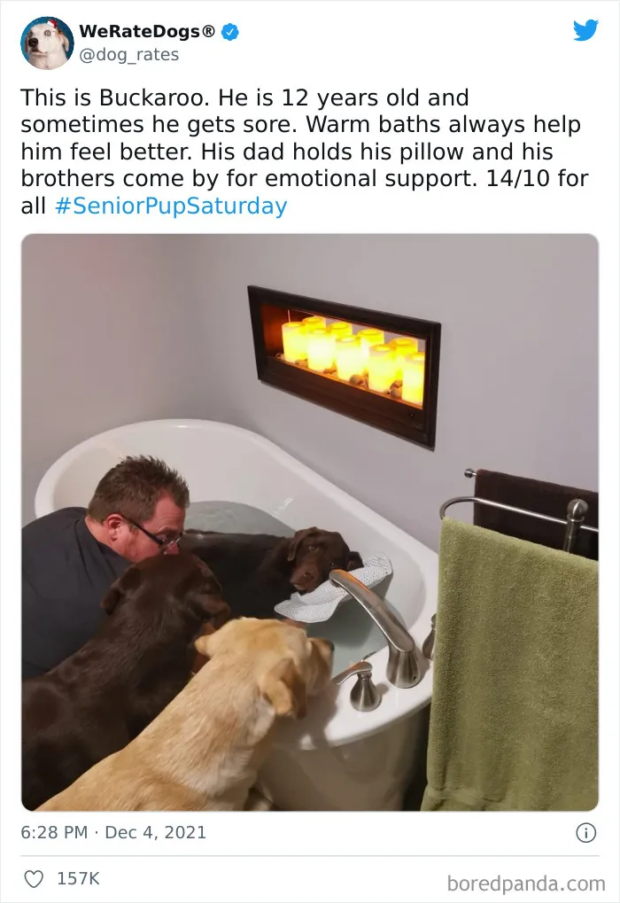 This Twitter Account Rates People's Dogs And It's Hilarious (50 New Pics)