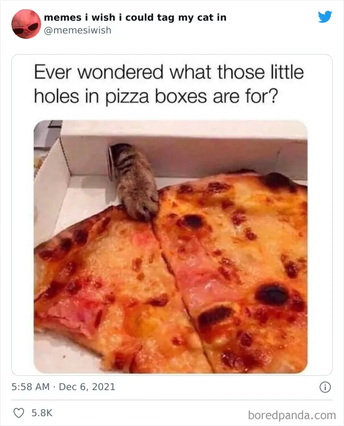 50 Of The Most Spot On "Memes I Wish I Could Tag My Cat In"