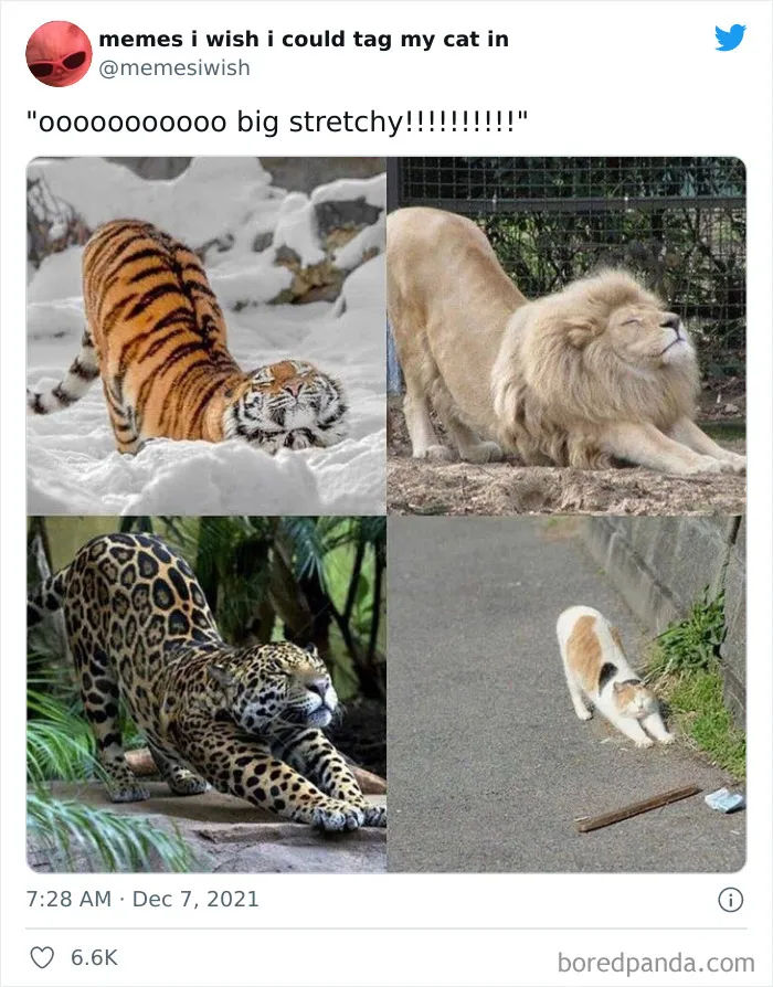 50 Of The Most Spot On "Memes I Wish I Could Tag My Cat In"