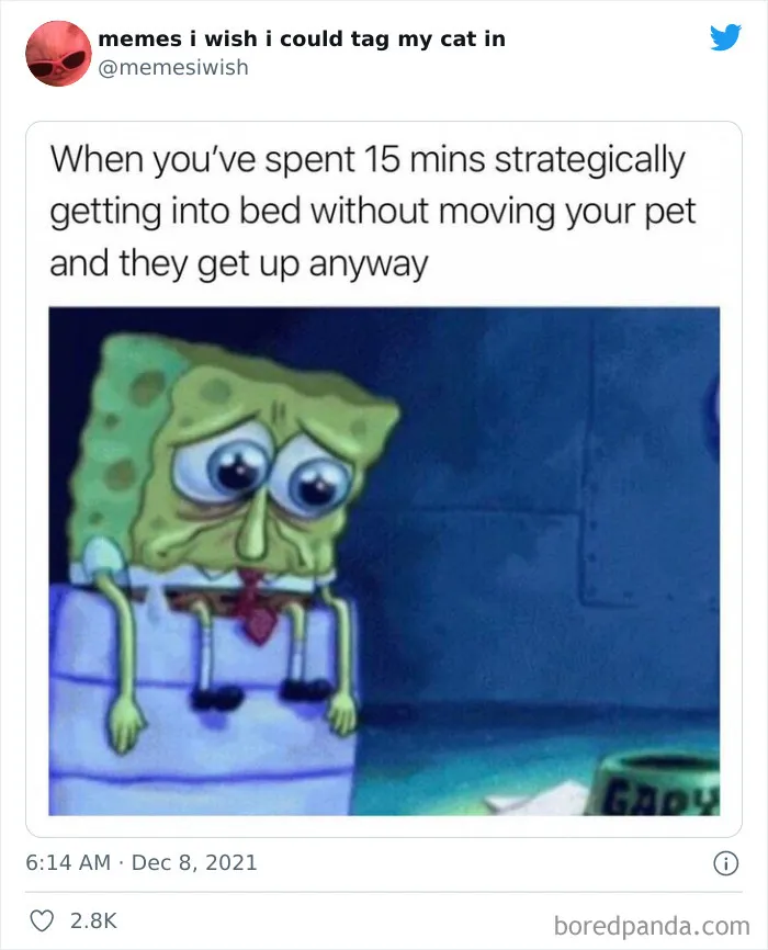 50 Of The Most Spot On "Memes I Wish I Could Tag My Cat In"