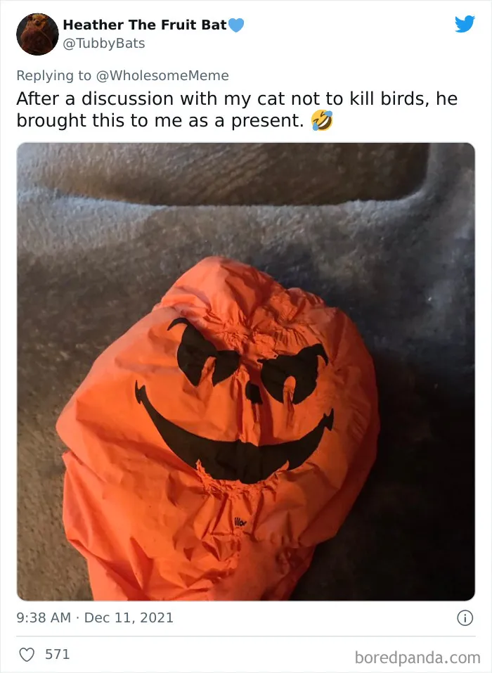People-Share-Intelligent-Things-Their-Pets-Did