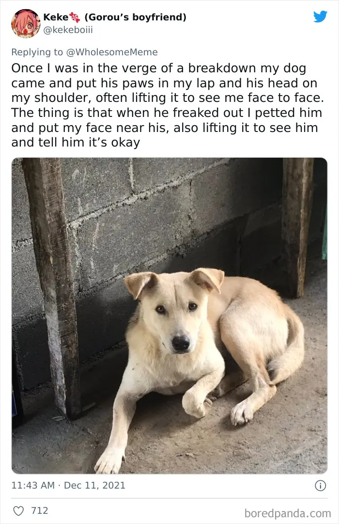 30 Times Pets Creeped Out Their Owners With Their Intelligence