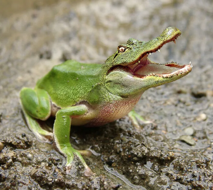 DesignCrowd Hosts A Frog Photoshop Contest, And Here Are 30 Of The Best Submissions