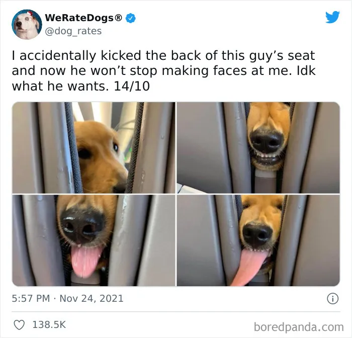 This Twitter Account Rates People's Dogs And It's Hilarious (50 New Pics)