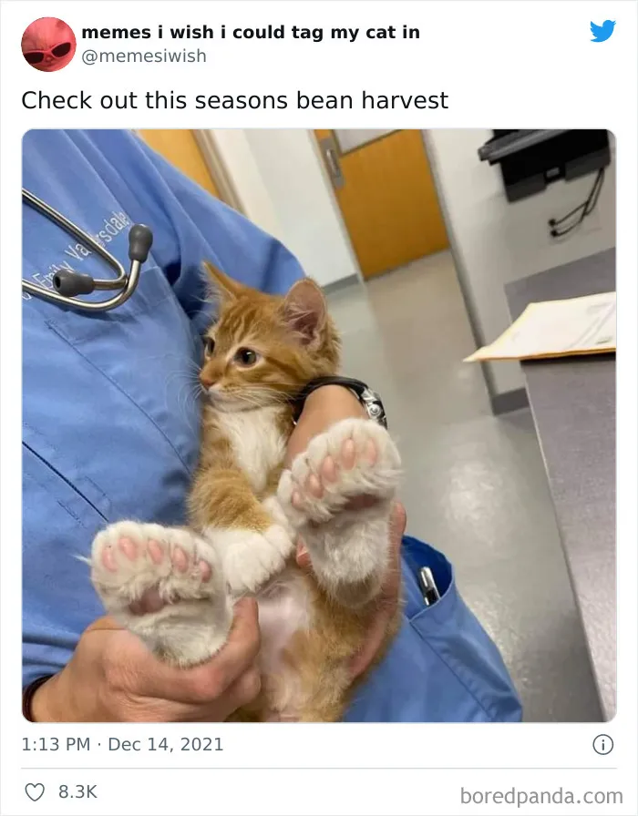 50 Of The Most Spot On "Memes I Wish I Could Tag My Cat In"